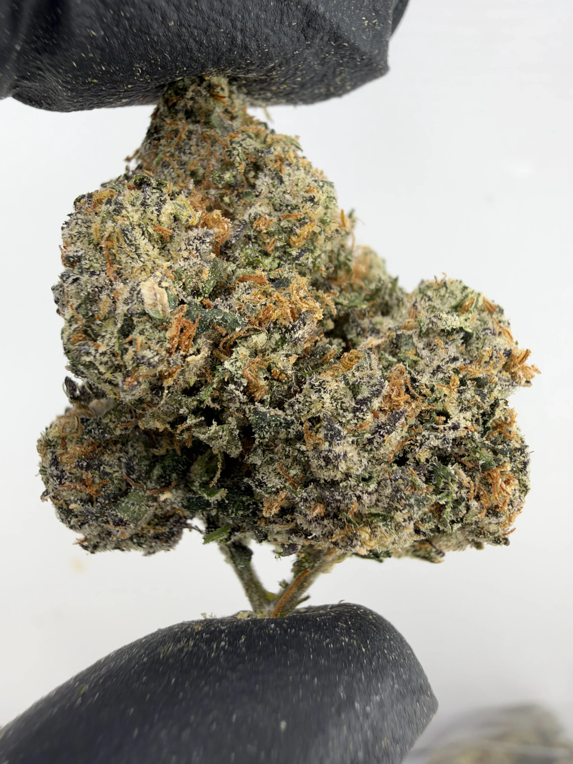 Pink Runtz 29.9% THCA